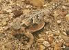 Desert Horned Lizard (Phrynosoma platyrhinos)