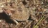 Greater Short-horned Lizard (Phrynosoma hernandesi)