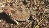 Greater Short-horned Lizard (Phrynosoma hernandesi)