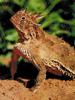 Texas Horned Lizard (Phrynosoma cornutum)