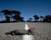 Shingleback Skink, Sleepy Lizard (Trachydosaurus rugosus)