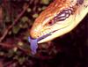 Blue-tongued skink Skink (Tiliqua sp.)