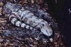 Blue-tongued skink Skink (Tiliqua sp.)