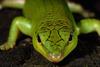 (Emerald) Green Tree Skink (Lamprolepis smaragdina)