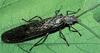 Stonefly (Plecoptera)