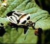 Two-spotted Stink Bug (Perillus bioculatus)