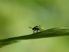 Stink Bug nymph