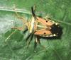 Shield Bug