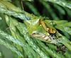 Juniper Shield Bug (Cyphostethus tristriatus)