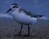 넓적부리도요 Eurynorhynchus pygmeus (Spoon-billed Sandpiper)