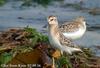 넓적부리도요 Eurynorhynchus pygmeus (Spoon-billed Sandpiper)