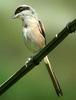 긴꼬리때까치 Lanius schach (Long-tailed Shrike)