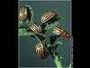 Colorado Potato Beetle (Leptinotarsa decemlineata)