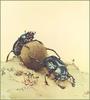 Dung Beetle (Scarabaeidae)