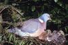 Common Wood-pigeon (Columba palumbus)