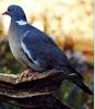 Common Wood-pigeon (Columba palumbus)