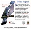 Common Wood-pigeon (Columba palumbus)