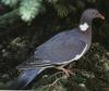 Common Wood-pigeon (Columba palumbus)