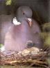 Common Wood-pigeon (Columba palumbus)