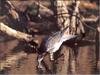 Common Wood-pigeon (Columba palumbus)