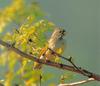 촉새 Emberiza spodocephala (Siberia Black-faced Bunting)