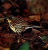 촉새 Emberiza spodocephala (Siberian Black-faced Bunting)