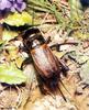 Field Cricket (Gryllulus sp.)