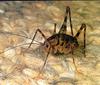 Camel Cricket (Rhaphidophoridae)