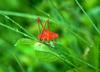 Katydid (Tettigoniidae)