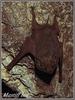 Eastern Little Mastiff Bat (Mormopterus norfolkensis)