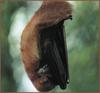 Eastern Red Bat (Lasiurus borealis)