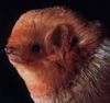 Eastern Red Bat (Lasiurus borealis)