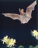 Western Long-eared Bat (Myotis evotis)