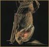 Allen's Big-eared Bat (Idionycteris phyllotis)
