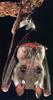 Fruit Bat (Pteropodidae)