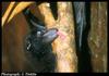 Flying Fox (Pteropodidae)