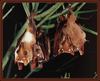 Gambian Epauletted Fruit Bat (Epomophorus gambianus) [감비아견장과일박쥐]