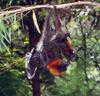 Grey-headed Flying Fox (Pteropus poliocephalus)