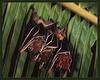 Lesser Short-nosed Fruit Bat (Cynopterus brachyotis)