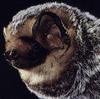 Hoary Bat (Lasiurus cinereus)