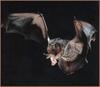 Hoary Bat (Lasiurus cinereus)