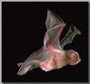 Ghost-faced Bat (Mormoops megalophylla)