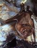 Common Vampire Bat (Desmodus rotundus)