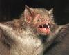 Common Vampire Bat (Desmodus rotundus)