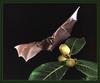 Tent-making Bat (Uroderma bilobatum)