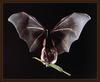 Seba's Short-tailed Bat (Carollia perspicillata)