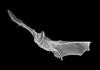 Fringe-lipped Bat (Trachops cirrhosus)