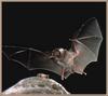 California Leaf-nosed Bat (Macrotus californicus)