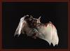 Horseshoe Bat (Rhinolophus sp.)