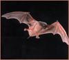 Brazilian Free-tailed Bat (Tadarida brasiliensis)